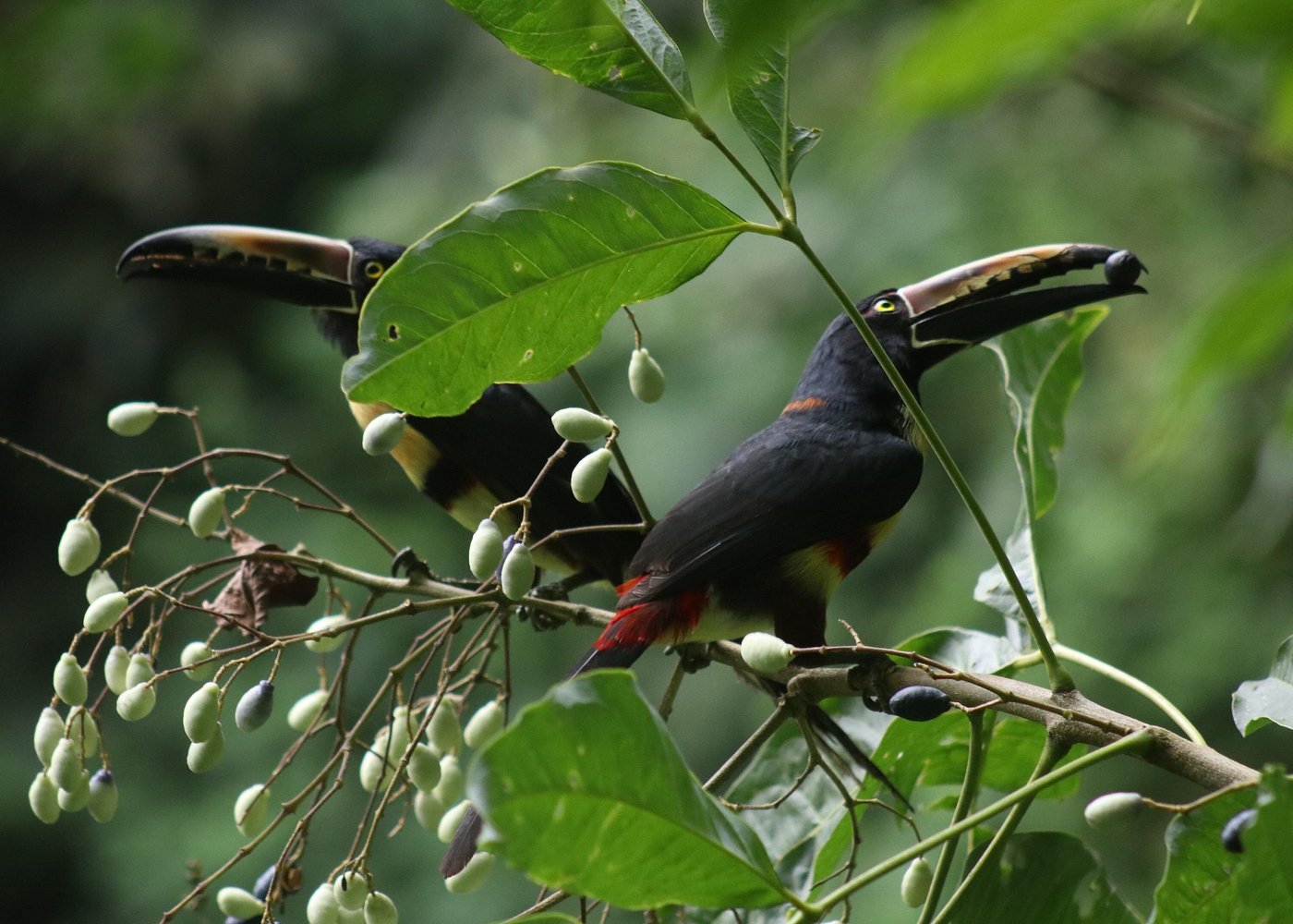 Pure Trek Canyoning gallery 4