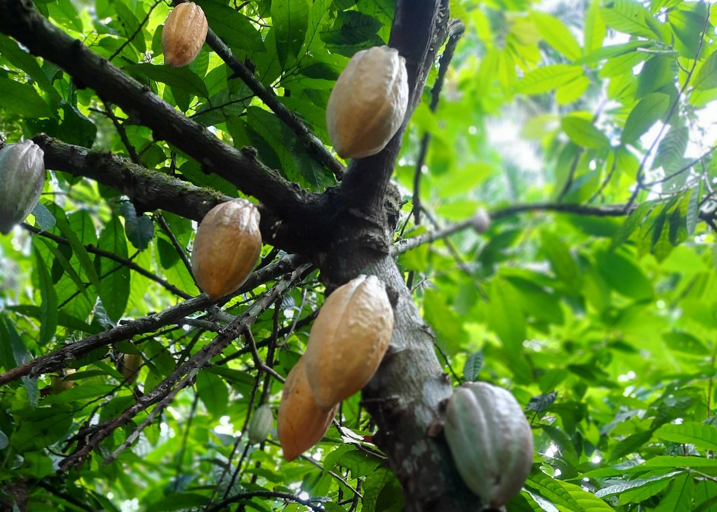 Don Olivo Chocolate Tour gallery 2