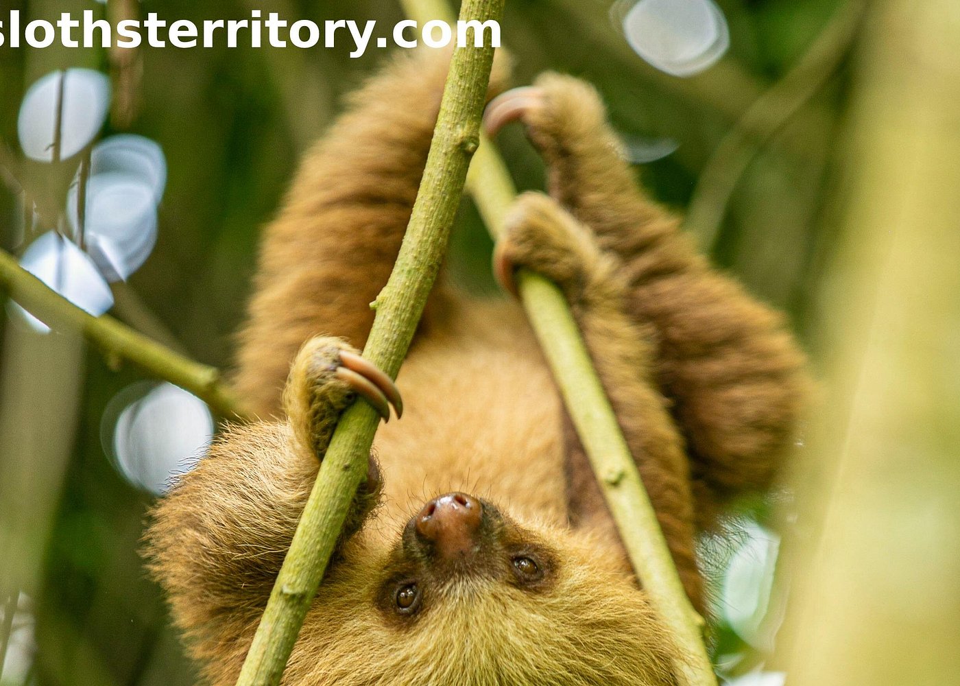 Sloth Territory gallery 1