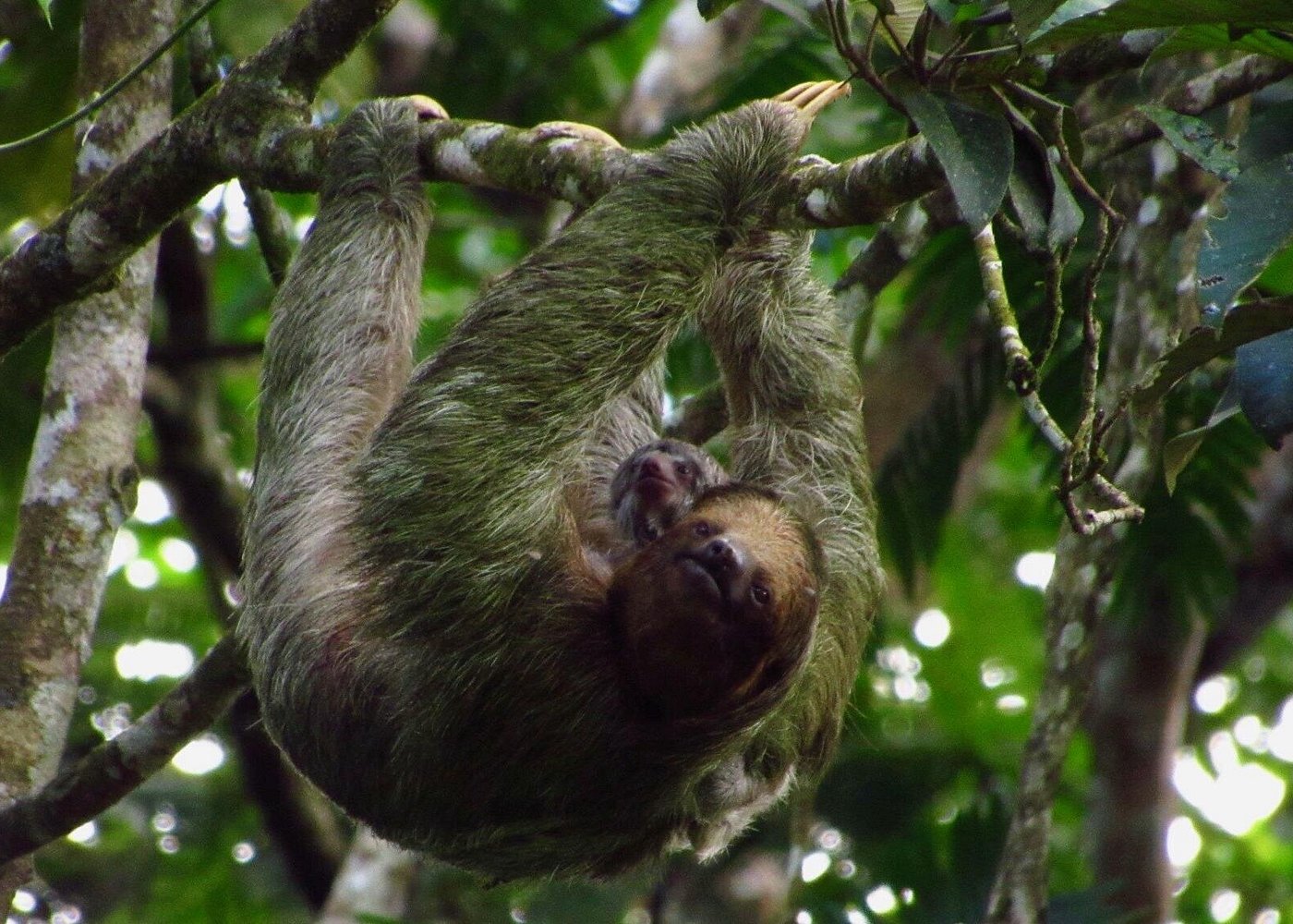 Sloth Territory gallery 2