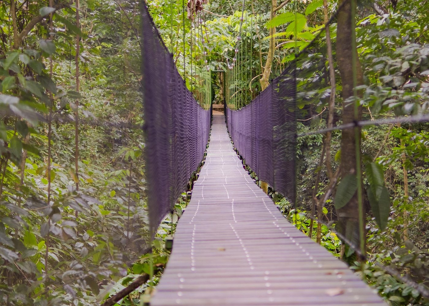 Sloth Territory gallery 3